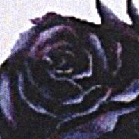 Dark Rose Cross Stitch Pattern