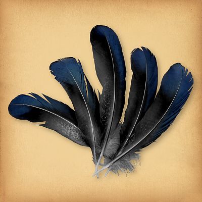 Blue/Black Duck Feathers