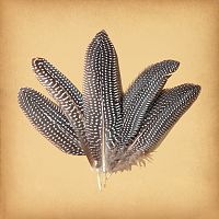 Spotted Pheasant Feathers