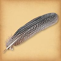 Spotted Pheasant Feathers
