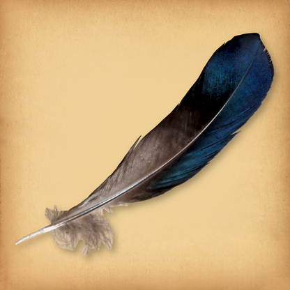 Blue/Black Duck Feathers